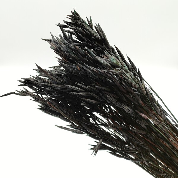 Black Dried Flowers Etsy