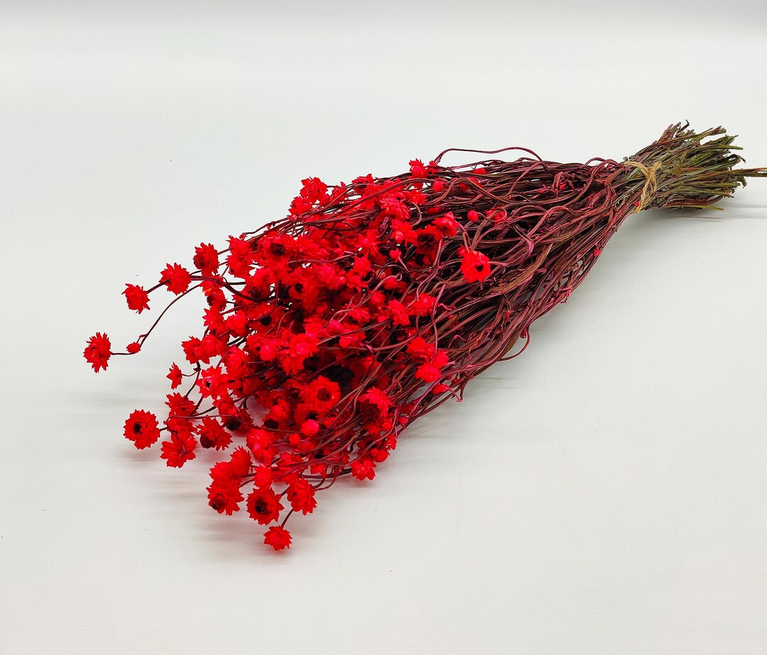 Red Ammobium Bunch Dried Winged Everlasting Bouquet Red Dried Flowers