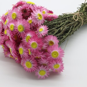 Mazzo di 100 margherite rosa secche | Acroclinio Helipterum rosa essiccato | Decorazioni rustiche per matrimoni | Fiori secchi | Margherita di carta | Bouquet da sposa rosa