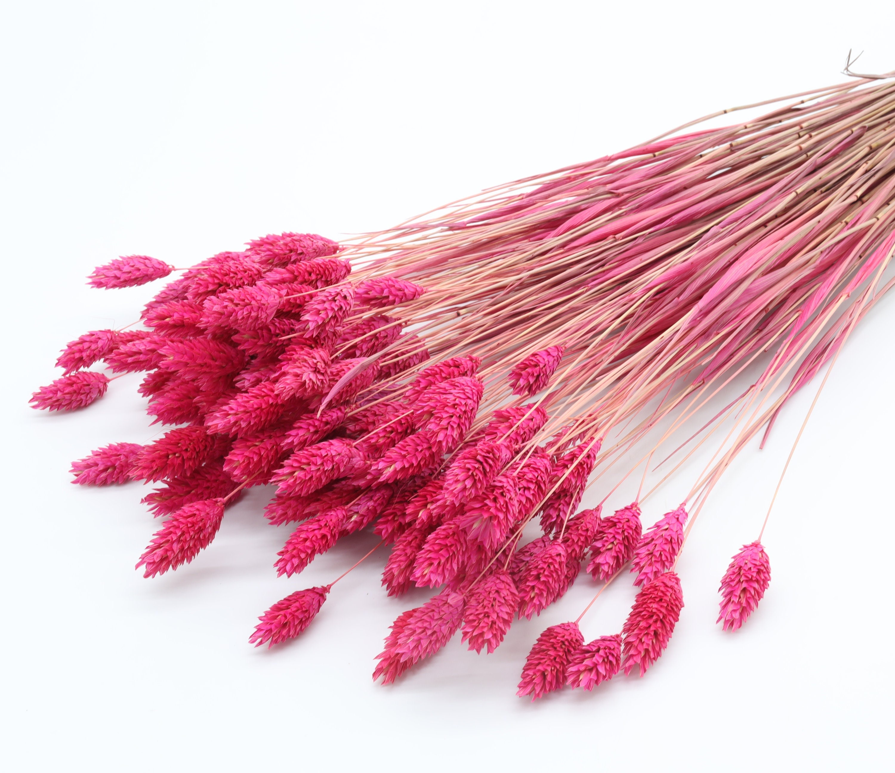 12 PCS/Set (5-8CM) Pressed Pink Flower Stems, Real Dried Pink Flowers, Flat  Dried Flower Stems, Pink Pressed Flowers, Preserved Pink Flowers