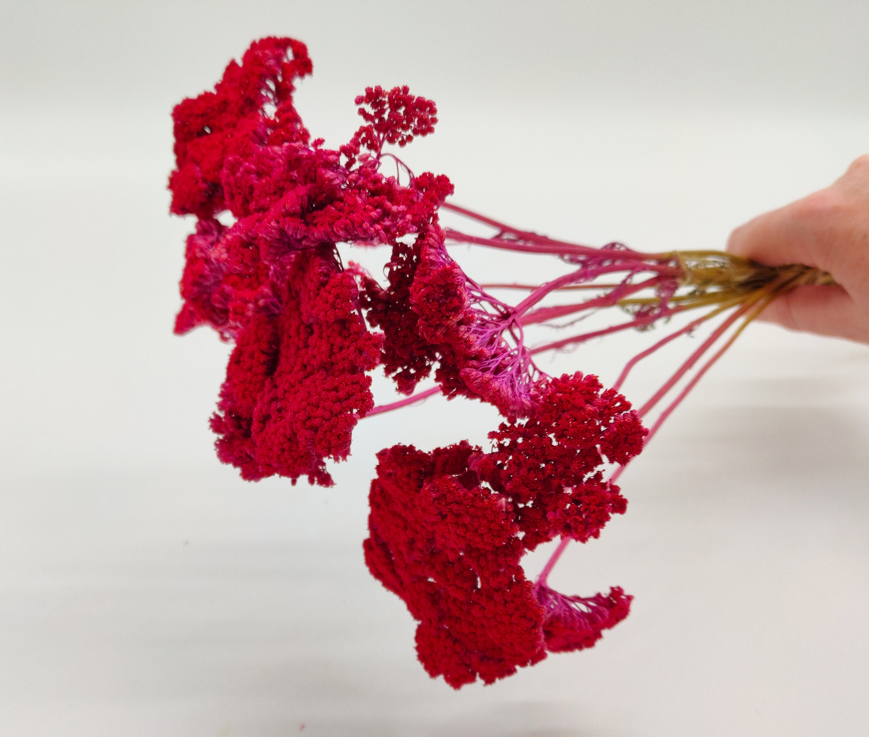 Redpink Dried Achillea Bunch Dried Wild Flowers Pink Etsy