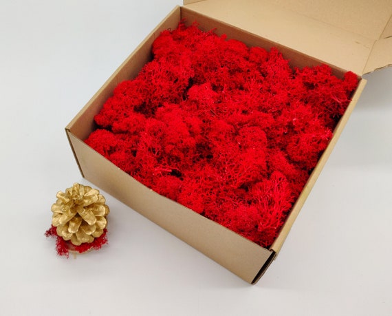 Reindeer Moss 5 Colors. Real Preserved Natural Moss for Crafts, Moss for  Decoration or Model Making -  Finland