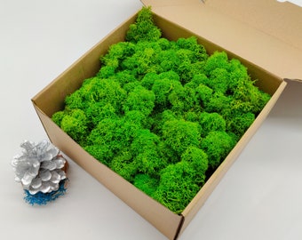 Light Green Finnish Reindeer Moss | Preserved Reindeer Lichen | Moss Art | Natural Home Decor | Moss for Crafts | Green Wall Decor | Wedding