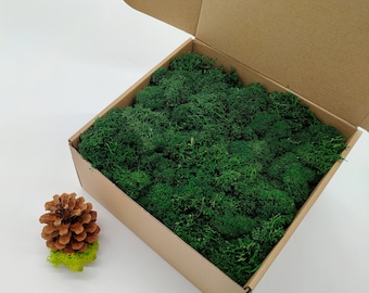 Bottle Green Finnish Reindeer Moss | Rustic Party Decor | Woodland Wedding | Green Wall Art | Creative Gift Idea | Moss for Mini Gardens