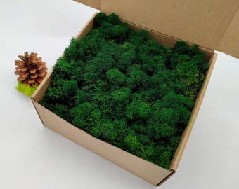 Forest Green Alpine Reindeer Moss | Rustic Wedding Decor | Christmas Table Decor | Moss Art | Moss for Bowl | Vertical Garden | Moss Wall