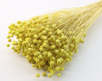 Yellow Dried Linum Bunch75gr | Yellow Dried Flax | Yellow Dried Flowers | Flax Rin Flowers | Fall Home Decor | Wedding | Gift ideas | Rustic