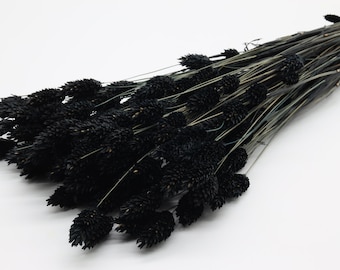 80 pcs Black Dried Phalaris | Black Dried Canary Grass | Dried Grass Bunch | Black Dried Flowers Bouquet | Black Decor | Flowers for Vase