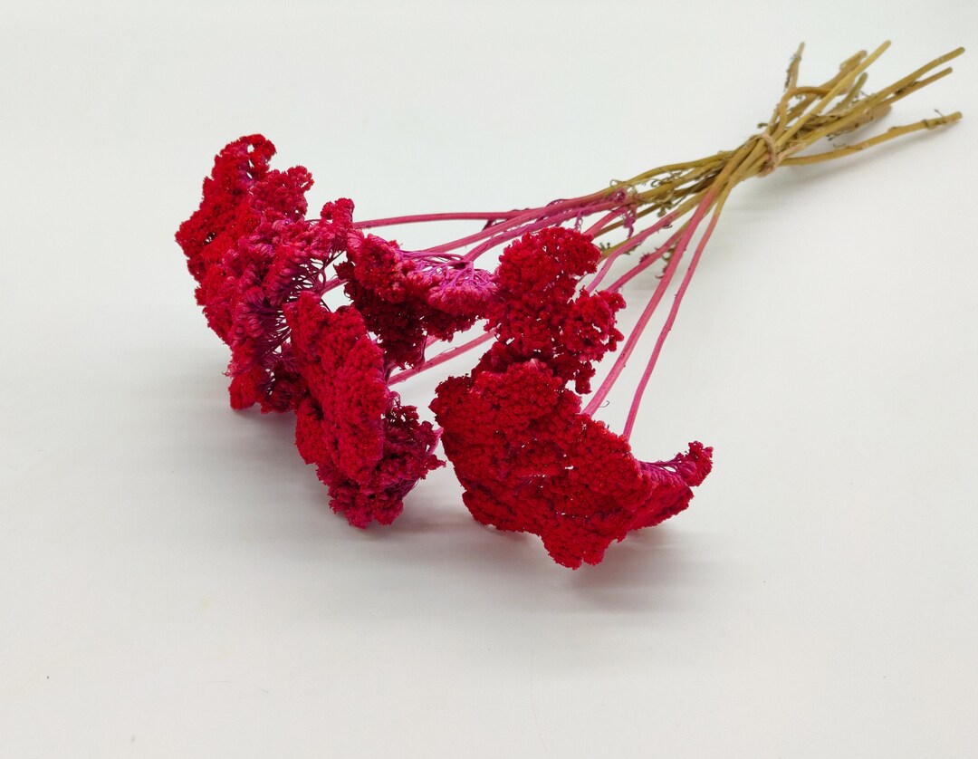 Redpink Dried Achillea Bunch Dried Wild Flowers Pink Etsy