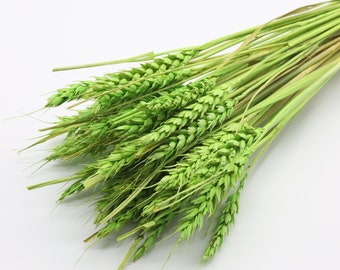 Light Green Dried Wheat | Dried Wheat Bunch | Dried Flower | Country Style Flower | Wheat Grass | Flower Arrangement | Wheat Bundle For Vase