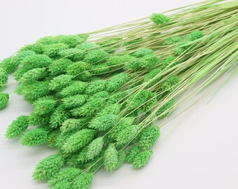Apple Green Dried Phalaris | Light Green Dried Canary Grass | Dried Flowers Bouquet | Dried Floral Arrangement | Green Home Wedding Decor