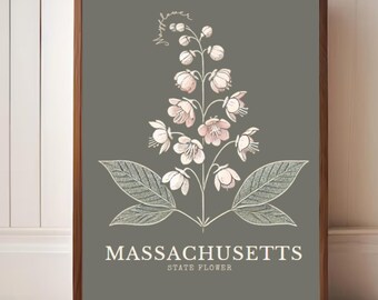 Massachusetts Mayflower Digital Art – Minimalist State Flower Botanical Print, Elegant Nature Wall Decor