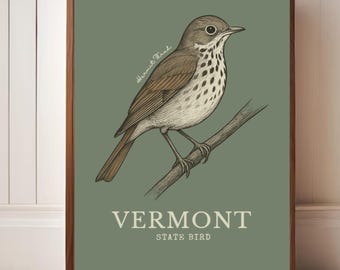 Impresión vintage de Zorzal ermitaño: Ilustración del ave estatal de Vermont (descarga digital)