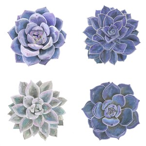 Digital - Four Succulents - Plants Art - Digital Download - Houseplants - Plant Art - Wall Decor