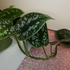 Propagation Kit | Pothos & Philodendron Cuttings Included | Live plants