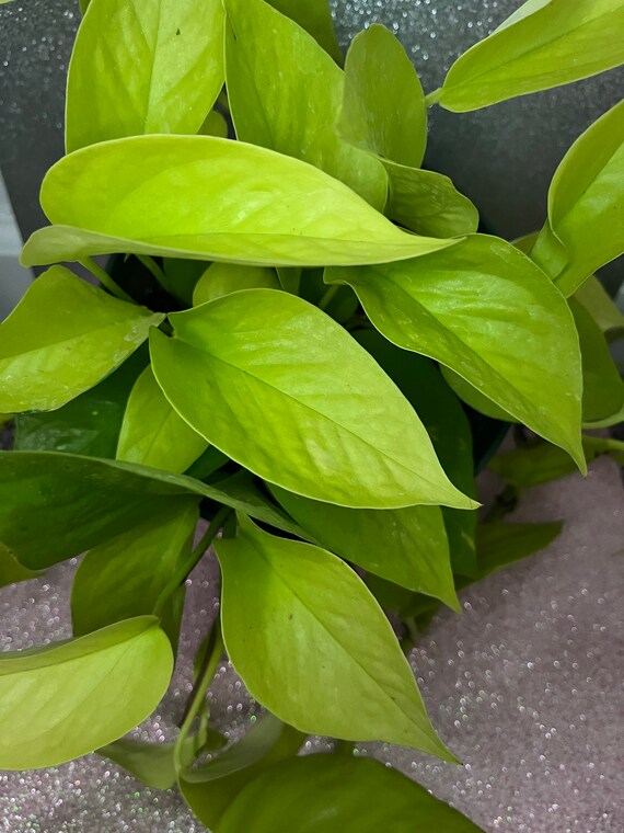 Live Neon Pothos Plant - Easy Care Indoor Vine - Etsy