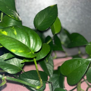 Planta de interior Pothos dorado