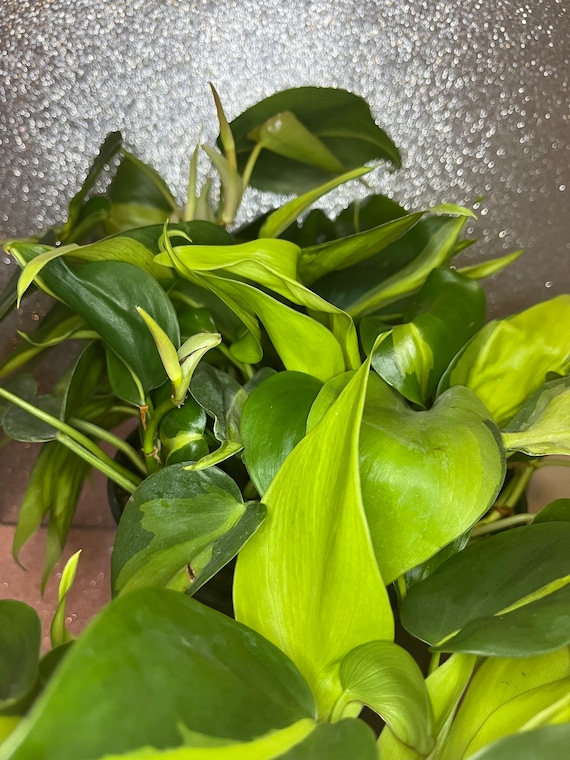 Philodendron Brasil Houseplant | Real Indoor Plant - Etsy