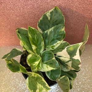 Live N&#39;Joy Pothos Plant - Pflegeleichte Zimmerpflanze, luftreinigende Rebe, seltene bunte Zimmerpflanzen