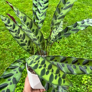 Rattlesnake Calathea | Calathea Lancifolia Houseplant