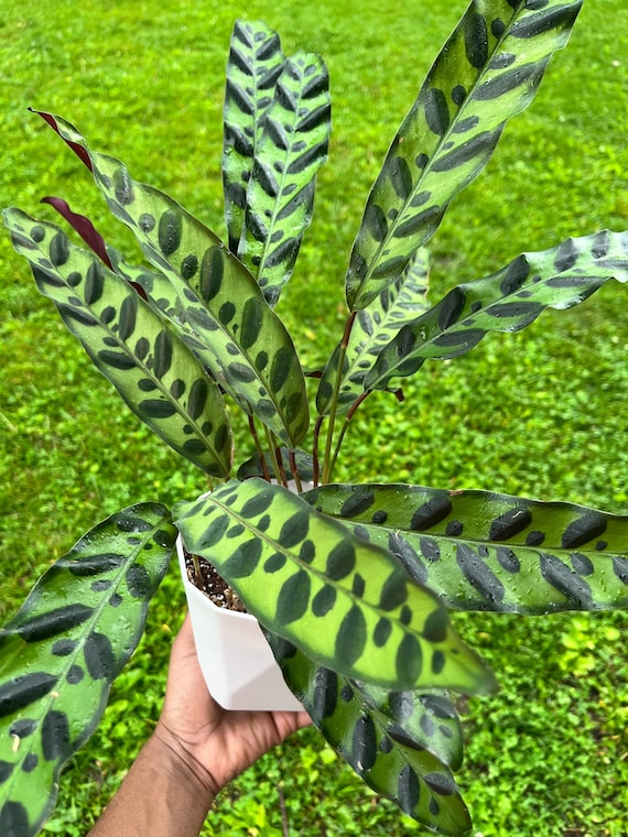 dracena marginata magenta Dragon Tree (Dracaena Marginata Magenta) – Basic Karma main image 1