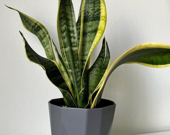 Snake Plant in Modern Pot: Easy Care Sansevieria