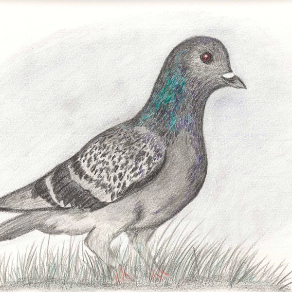 Impression de Perry le Pigeon 7x5"