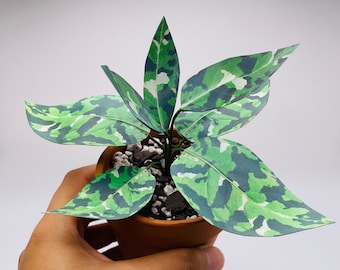 Handmade Paper Plant - Aglaonema Pictum Tricolor, Rare houseplant, Housewarming gift, pet friendly