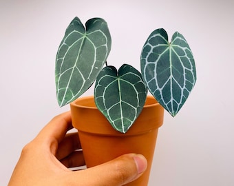 Handmade Paper Plant - Anthurium Clarinervium, rare houseplant, Housewarming gift, pet friendly
