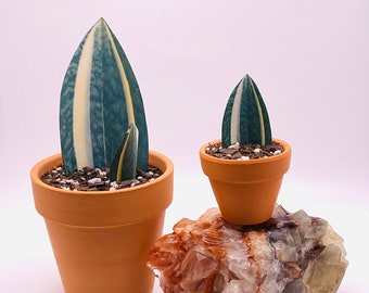 Set of 2 Handmade Paper Plants - Sansevieria Masoniana Variegata (whale fin) Bundle, Rare houseplant, Housewarming gift, pet friendly