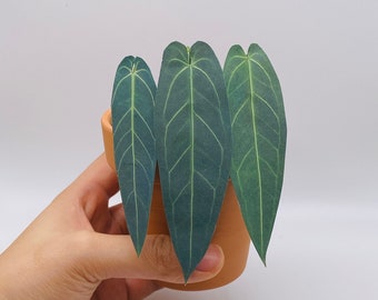 Handmade Paper Plant - Queen Anthurium (Warocqueanum), Rare houseplant, Housewarming gift, pet friendly