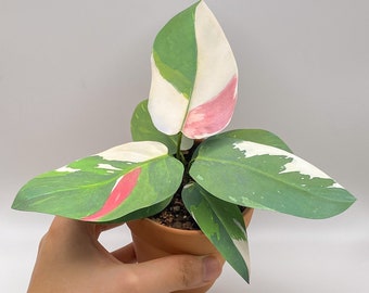 May include: A small potted plant with green, white, and pink variegated leaves. The plant is in a terracotta pot.