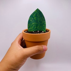 Handmade Paper Plant - Sansevieria Masoniana (whale fin), Rare houseplant, Housewarming gift, pet friendly
