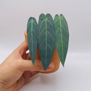 May include: A small terracotta pot with three green leaves, the leaves have a prominent vein pattern.