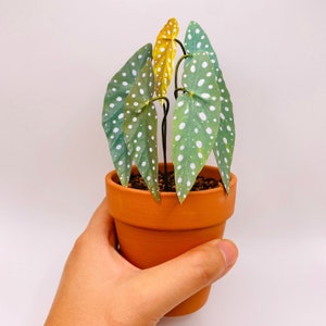 A hand holds the paper begonia in a 3-inch pot. Each leaf is tall and long, with white spots throughout the green leaf. The stems come of from the sides of each leaf. The smallest leaf is more yellow, matching the grow patterns of the real plant.