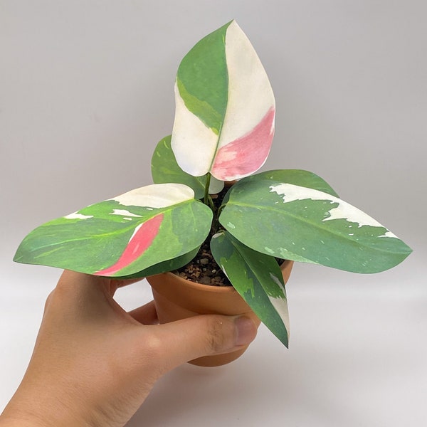 Handmade Paper Plant - Philodendron White Princess Tricolor, rare houseplant, Housewarming gift, pet friendly