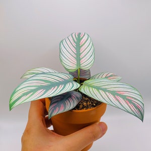 Handmade Paper Plant - Calathea White Star, rare houseplant, Housewarming gift, pet friendly