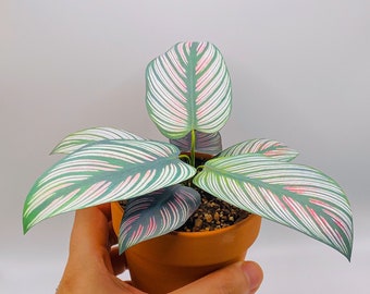 Handmade Paper Plant - Calathea White Star, rare houseplant, Housewarming gift, pet friendly