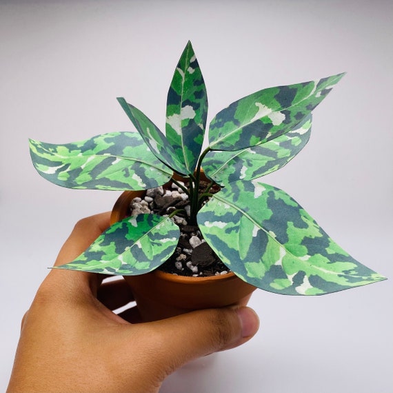 dieffenbachia vesuvius Dieffenbachia 'Vesuvius'  Serres Lavoie