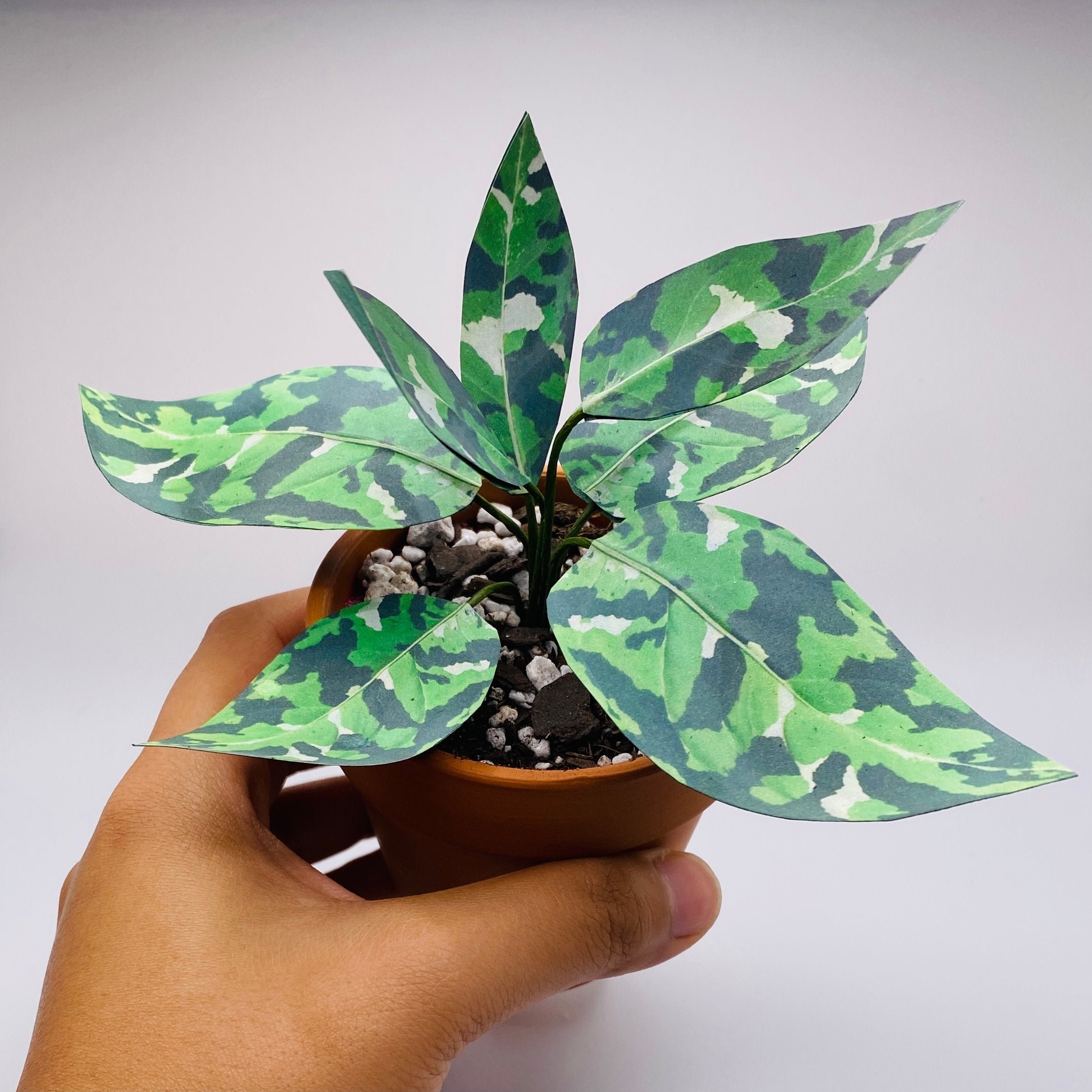 Aglaonema Tricolor - Etsy