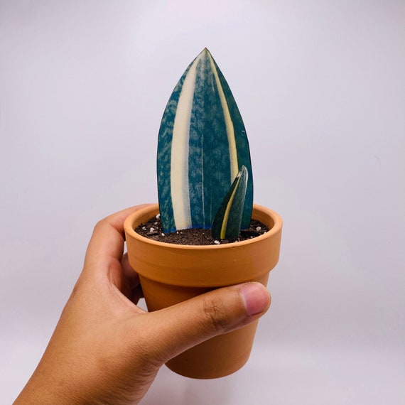 Handmade Paper Plant - Sansevieria Masoniana Variegata (whale Fin), Rare  Houseplant, Housewarming Gift, Pet Friendly - Etsy