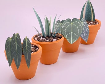 Set of 4 Mini Handmade Paper Plants- Whale Fin, Anthurium Clarinervium, Queen Anthurium, Sansevieria Sayuri- Housewarming gift, pet friendly
