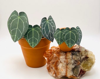 Set of 2 Handmade Paper Plants - Anthurium Clarinervium Bundle, Rare houseplant, Housewarming gift, pet friendly