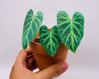 May include: A small potted plant with three heart-shaped leaves. The leaves are a deep green with lighter green veins. The plant is in a terracotta pot.