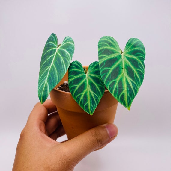 philodendron luxurians Philodendron Luxurians main image 1