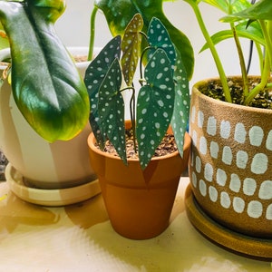 The paper begonia can also be displayed with real plants. It is shown between two real plants. The one on the left is a philodendron bipennifolium in a cream ceramic pot and the right is a pothos in a sandy textured light brown pot with white spots.