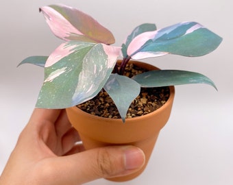 Handmade Paper Plant - Philodendron Pink Princess, rare houseplant, Housewarming gift, pet friendly