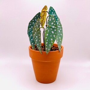 The leaves, stems, soil, and pot are shown in front of a white background.