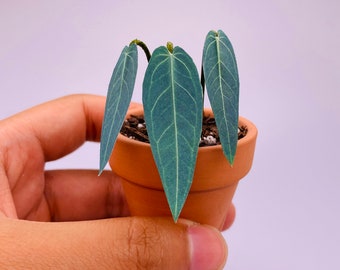 Mini Handmade Paper Plant - Queen Anthurium (warocqueanum), Rare houseplant, Housewarming gift, pet friendly