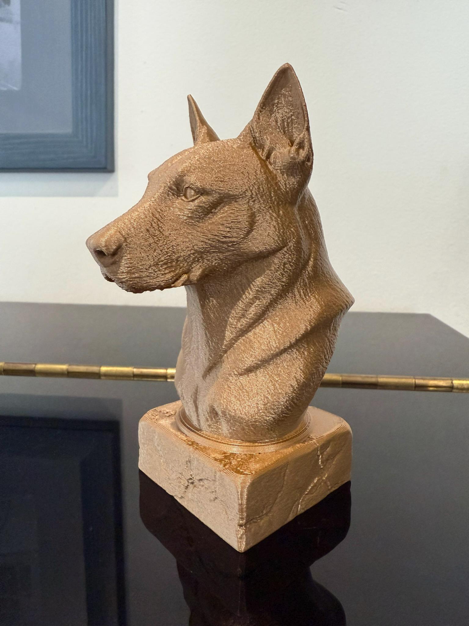 Basenji : Découvrez cette race de chien unique