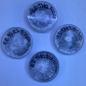 Blue Oyster – Pleurotus Columbinus | Agar Dish